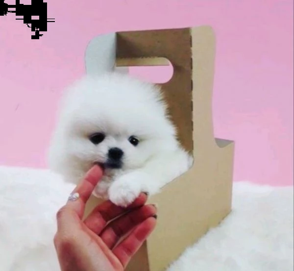 cuccioli di spitz di pomerania