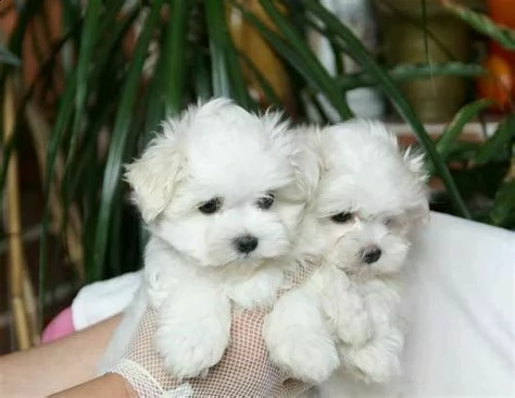 disponiamo di valorosi cuccioletti di maltese toy