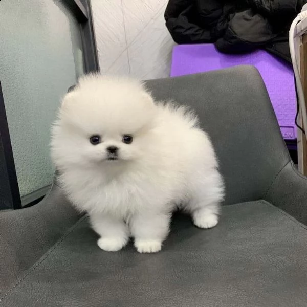  adorabili cuccioli di micro maltese maschio e femmina da adottare, sono molto sani usati con bambin