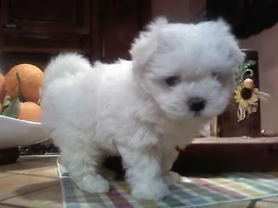 disponiamo di dolcissimi cuccioletti di maltese toy