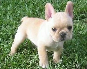 cuccioli di bulldog francese