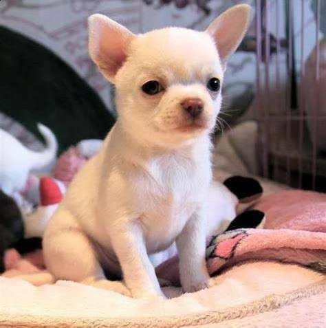 chihuahua pelo raso