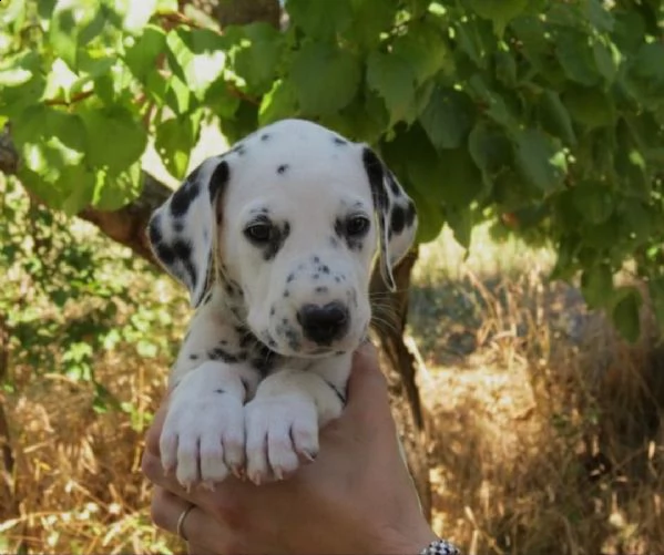  regalo abbiamo cuccioli di dalmata