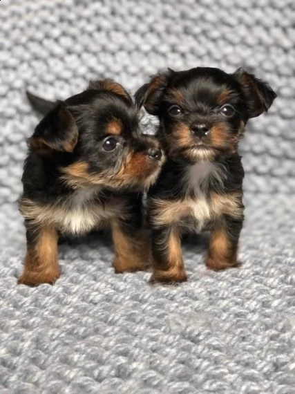 cuccioli di yorkshire terrier