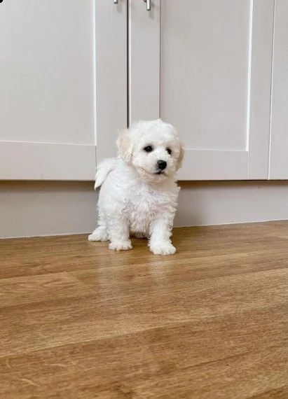 bichon frise | Foto 3