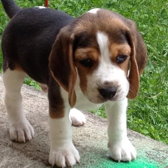 regalo cuccioli dolce e bella beagle stiamo dando questi nostri cuccioli sani maschi e femmine in un