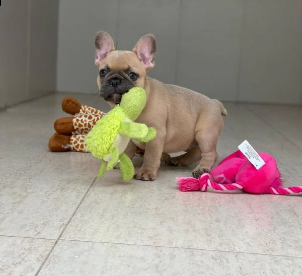 cuccioli di bulldog francese per l'adozione bellissimi cuccioli disponibili, carattere adorabile , s