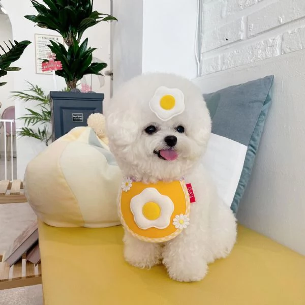   gli animali domestici bichon frise hanno avuto una bellissima cucciolata di bellissimi cuccioli bi