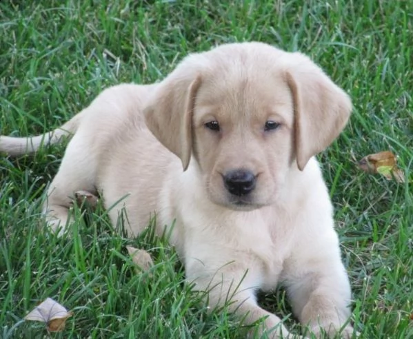 labrador james abbiamo dei bellissimi cuccioli che sono stati entrambi completamente testati per la 
