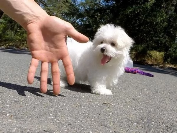 cuccioli di maltese mini toy..