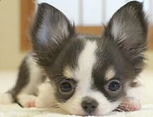 cuccioli di chihuahua