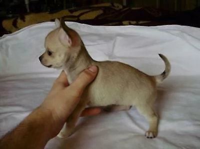 cucciolini di chihuahua, di due mesi e mezzo