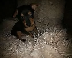 bellissimo cucciolo di pincher, amorevoli 