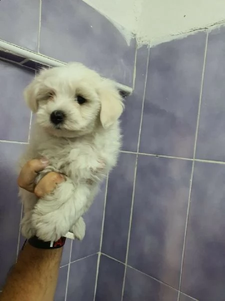 maltese toy piccola taglia,svezzato e sverminato