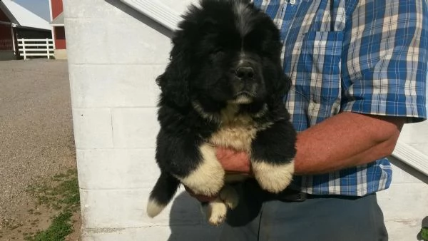 cuccioli di terranova disponibili | Foto 2