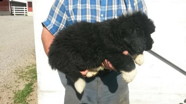 cuccioli di terranova disponibili | Foto 1