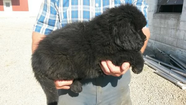 cuccioli di terranova disponibili | Foto 0