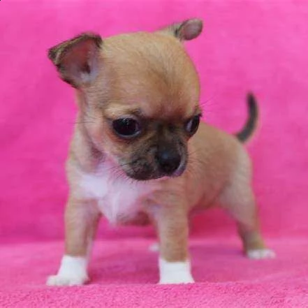 cucciolo di chiwawa mini mini toy bellissimo vivacissimo