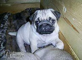 tenero cucciolo di carlino tenerissimo originalissimo 