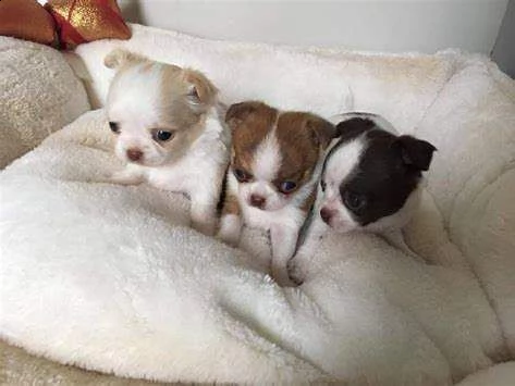 cuccioletto di spitz e chuwawa