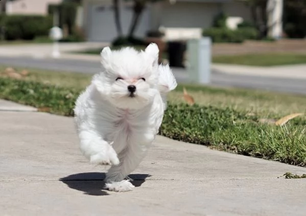  regalo maltese cuccioli meravigliosi ! 