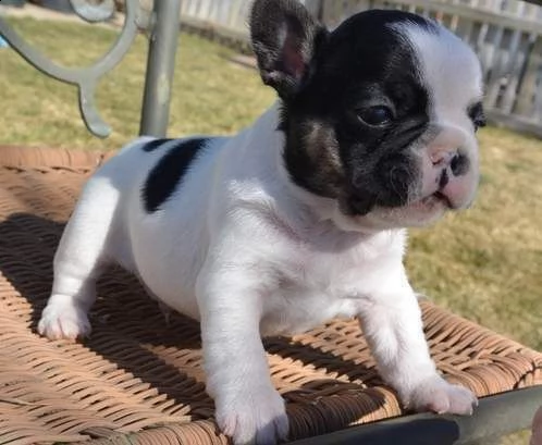 coloritissimi cucciolotti di bulldog francia