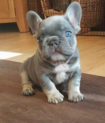abbiamo disponibili dei coccolosi cucciolotti di bulldog francese