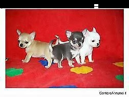 cucciolo di pincher chiwawa mini toy 