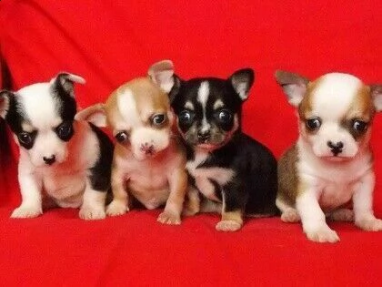 cucciolotti di chiwawa pincher mixer di 90 giorni