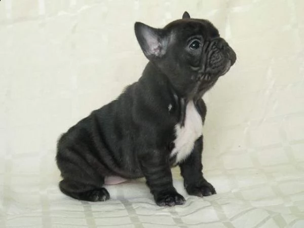 coccolosi cucciolini di bulldog francese di 90 giorni, 