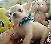 chihuahua minuto
