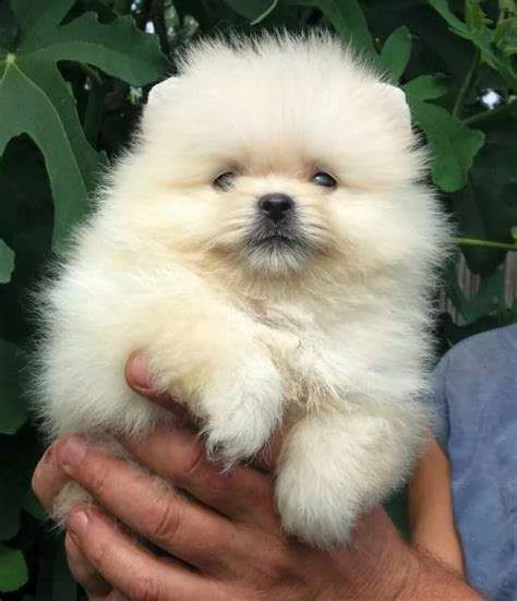 cuccioletti di pomerania spitz, di due mesi e mezzo