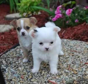 regalo chihuahua forlove