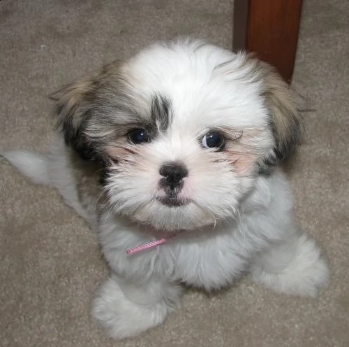 regalo cuccioli shih tzu