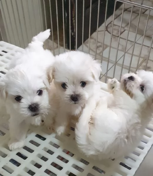 maltese maschio e femmina | Foto 0