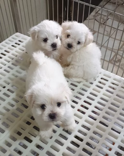 maltese maschio e femmina