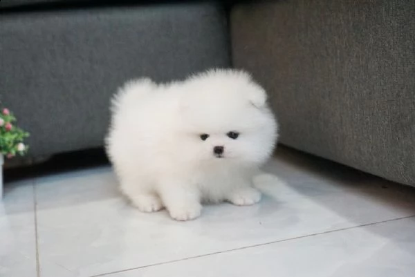 disponibili cuccioli di splitz pomerania