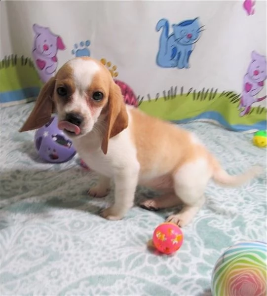   regalo beagle cuccioli meravigliosi ! 