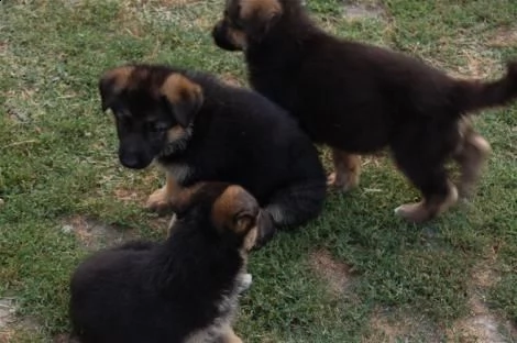 disponibili cuccioli di pastore tedesco | Foto 2