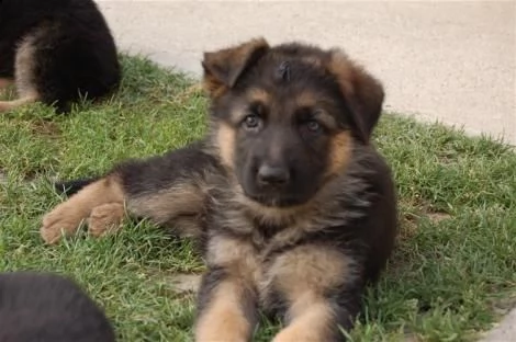 disponibili cuccioli di pastore tedesco | Foto 1