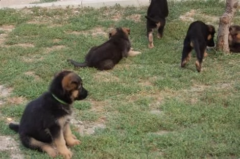 disponibili cuccioli di pastore tedesco | Foto 0