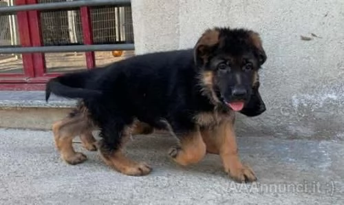 disponibili cuccioli di pastore tedesco