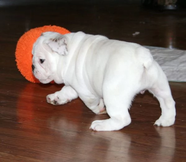 disponibili cuccioli di bulldog inglese | Foto 2