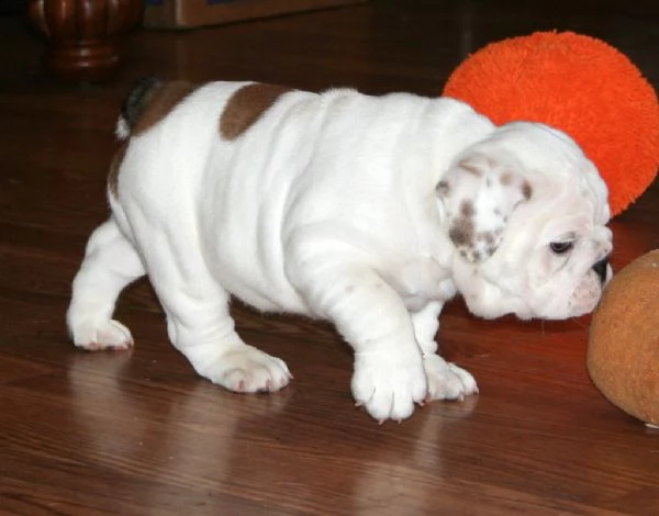 disponibili cuccioli di bulldog inglese | Foto 0