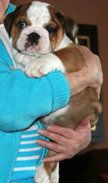 disponibili cuccioli di bulldog inglese