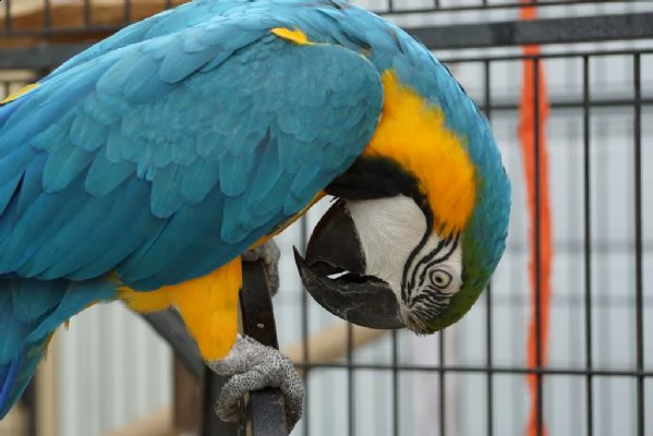 pappagallo ara ararauna disponibile  | Foto 0