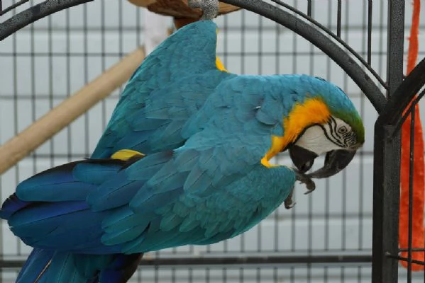 pappagallo ara ararauna disponibile 