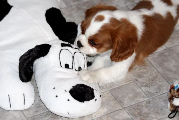 splendidi cuccioli di cavalier king disponibili | Foto 2
