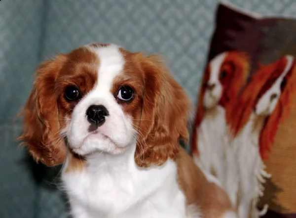 splendidi cuccioli di cavalier king disponibili | Foto 1