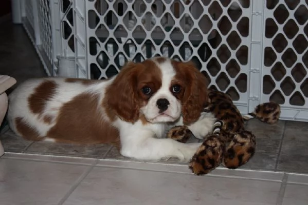 splendidi cuccioli di cavalier king disponibili